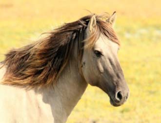 The Great Horse Gear Sale